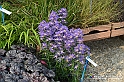 VBS_6929 - FLOREAL Ottobre 2022 - Tre giorni di fiori, piante e bellezza